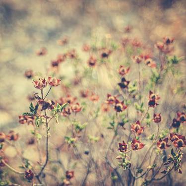 Original Impressionism Floral Photography by Taylan Soyturk