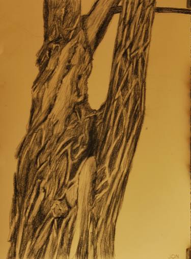 A Russian Willow tree, detail of the trunk. thumb