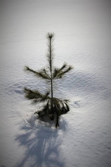 Baby Pine in Winter - Limited Edition of 25 thumb