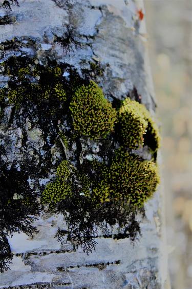 Moss on Birch - Limited Edition of 15 thumb