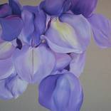 Wisteria by dorryce rock