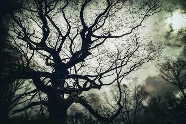 Print of Fine Art Tree Photography by Antoine Violleau