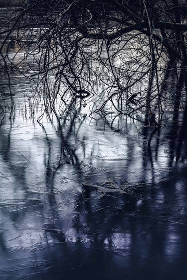 Print of Fine Art Tree Photography by Antoine Violleau