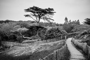 Print of Fine Art Tree Photography by Antoine Violleau