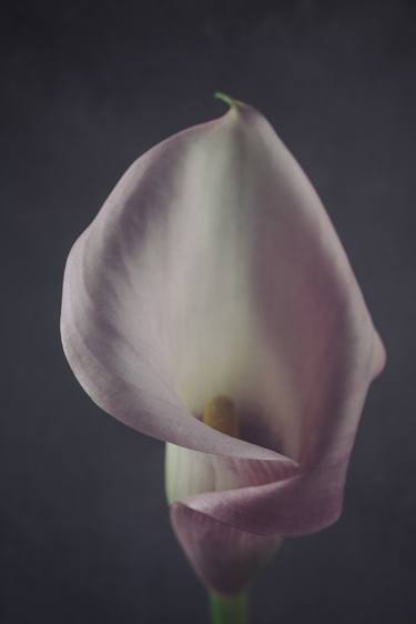 Print of Fine Art Floral Photography by Antoine Violleau