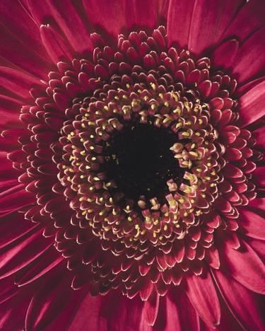 Print of Floral Photography by Antoine Violleau