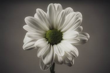 Print of Fine Art Floral Photography by Antoine Violleau