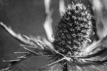 Thistle #2 - Limited Edition of 10 thumb