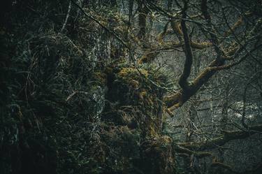 Original Tree Photography by Antoine Violleau
