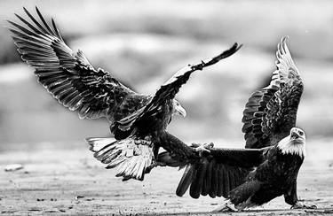 Stunning Bald Eagle Photo Print | PTERODACTYL thumb