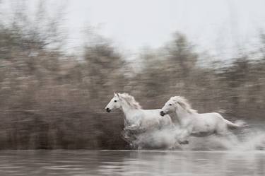 Equine Photograpghy | RACE TO THE FINISH thumb