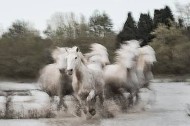 FINE ART HORSE PHOTOGRAPH | THE KNIGHTS thumb