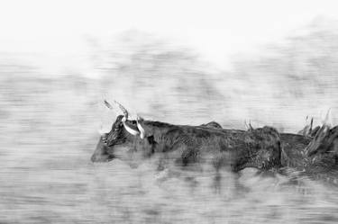 Fine Art Photo Print of Running Bulls | Get the Horns thumb