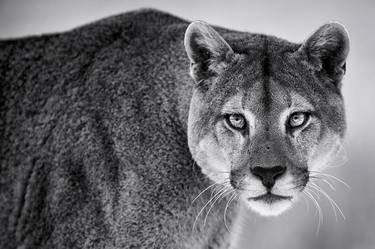 Mountain Lion Photograph | Eyes thumb