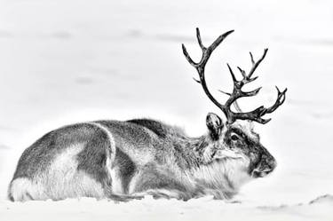 Fine Art Photo of Reindeer | Ignoring thumb