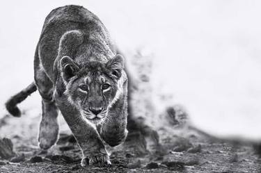 Fine Art Baby Lion Photograph Print | Battle Within the Mind thumb