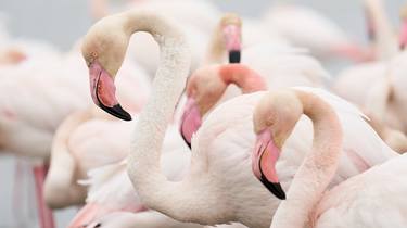 Fine Art Photo Print of Flamingo | Daydreaming thumb