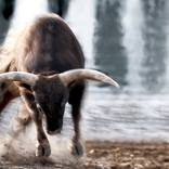 Collection BUCKING BULL FINE ART PHOTOGRAPHY