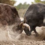 Collection BUCKING BULL FINE ART PHOTOGRAPHY