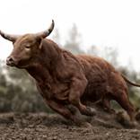 Collection BUCKING BULL FINE ART PHOTOGRAPHY