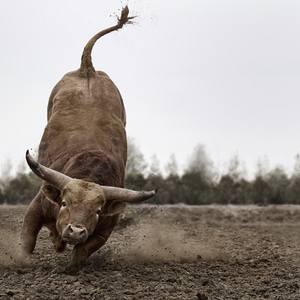 Collection BUCKING BULL FINE ART PHOTOGRAPHY