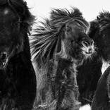 Collection FINE ART HORSE PHOTOGRAPHY