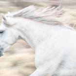 Collection FINE ART HORSE PHOTOGRAPHY