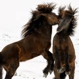 Collection FINE ART HORSE PHOTOGRAPHY