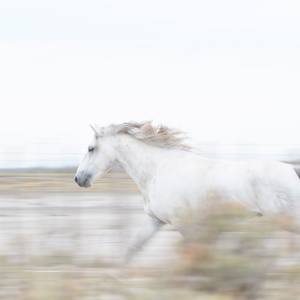 Collection FINE ART HORSE PHOTOGRAPHY