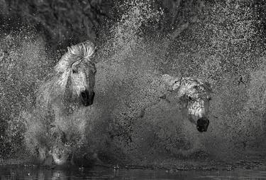 Original Documentary Animal Photography by Ejaz Khan