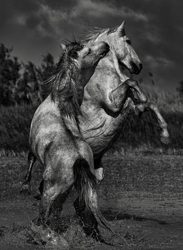 Original Figurative Horse Photography by Ejaz Khan