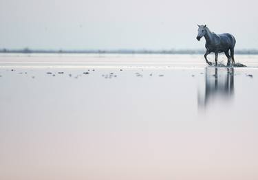 Original Horse Photography by Ejaz Khan