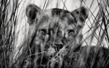 Original Documentary Animal Photography by Ejaz Khan