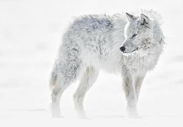 PREPARATION: Arctic Wolf Photo by Ejaz Khan thumb