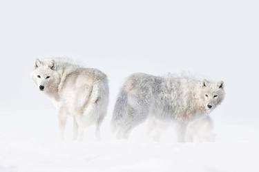 IN THE MOMENT: Arctic Wolves Photo by Ejaz Khan thumb