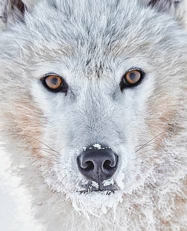 WEAKNESS: Arctic Wolves Photo by Ejaz Khan thumb