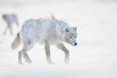MEANT TO BE: Arctic Wolves Photo by Ejaz Khan thumb