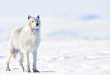 SNIFFING THE AIR: Arctic Wolves Photo by Ejaz Khan thumb