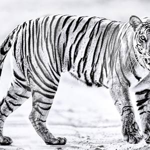 Collection Ejaz Khan Earth | Tigers