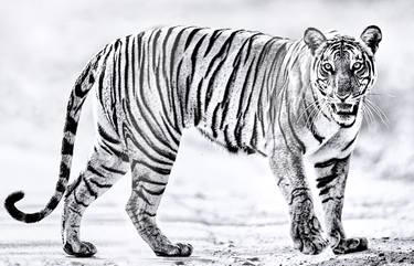 Original Animal Photography by Ejaz Khan