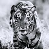 Collection Ejaz Khan Earth | Tigers