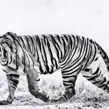 Collection Ejaz Khan Earth | Tigers
