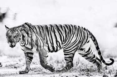 ELECTRIC ENCOUNTERS: Tiger Photo by Ejaz Khan thumb