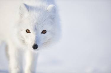 ON THE WATCH: Arctic Fox Photo by Ejaz Khan thumb
