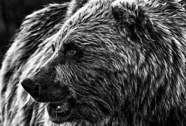 PROXIMITY: Bear Photo by Ejaz Khan - Limited Edition of 10 thumb