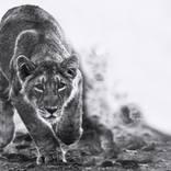 Collection Ejaz Khan Earth | Lions
