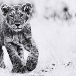 Collection Ejaz Khan Earth | Lions