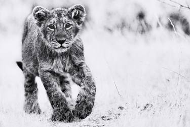 Original Fine Art Animal Photography by Ejaz Khan