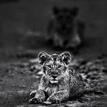 Collection Ejaz Khan Earth | Lions