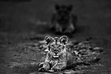 Original Fine Art Animal Photography by Ejaz Khan